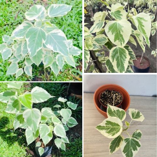 Variegated Ficus Religiosa Bodhi Tree – Sacred Ornamental & Air-Purifying Plant