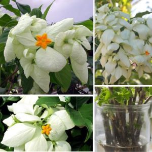 White Mussaenda Plant 2 Live Cuttings - Beautiful Tropical Flowering Shrub for Garden & Outdoor