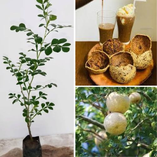 Wood Apple Limonia acidissima Live Plant – Exotic Fruit Tree for Home Garden