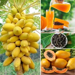 Yellow Papaya 25 Seeds Carica papaya – Premium Seeds for Sweet Nutritious Tropical Fruit