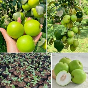 Ziziphus Mauritiana Putsa Apple Fruit Plant – Hardy Jujube Plant with Nutritional & Medicinal Benefits