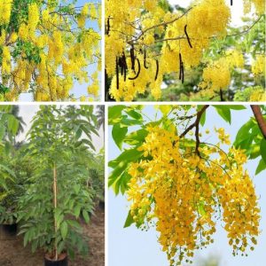 Cassia Fistula - Golden Shower Live Plant Purging Cassia Flowering Ornamental Tree