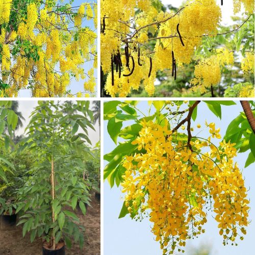 Cassia Fistula - Golden Shower Live Plant Purging Cassia Flowering Ornamental Tree