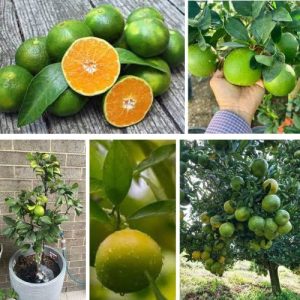 Green Orange Pani Dodang Live Plant Citrus sinensis – Refreshing Citrus Tree for Juicy Fruits