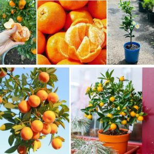 Live Mandarin Orange Fruit Plant Sweet Citrus Tree Home Garden Ready