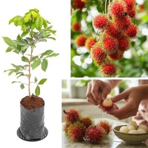 Rambutan Grafted Live Plant Nephelium lappaceum - Tropical Fruit Tree for High Yield & Sweet Taste