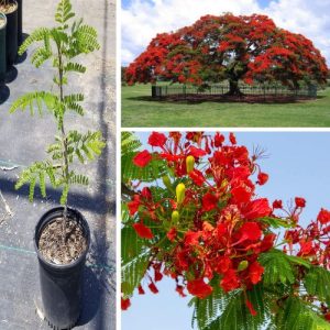Royal Poinciana Red Flame Live Plant Delonix Regia Tropical Flamboyant Flower