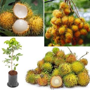 Yellow Rambutan Grafted Live Plant Nephelium lappaceum - Tropical Fruit Tree for High Yield & Sweet Taste
